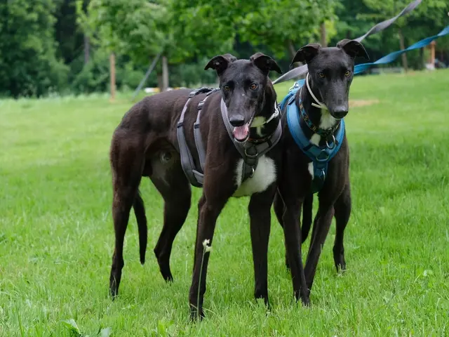 Glen &amp; Finn sind ein eingespieltes Team und wünschen sich ein gemeinsames Zuhause. | Foto: Tierschutzverein Tirol