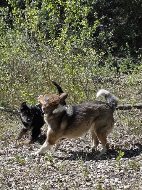 Er ist an Menschen, andere Hunde und den Alltag bestens gewöhnt. | Foto: privat