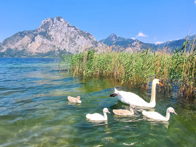 Am Traunsee...Im Hintergrund der Traunstein 