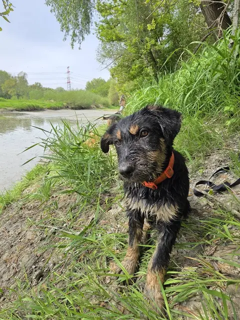 Der erst sechs Monate junge Terrier-Mix-Rüde Willy wartet in Klosterneuburg sehnsüchtig auf seine Familie fürs Leben.  | Foto: privat