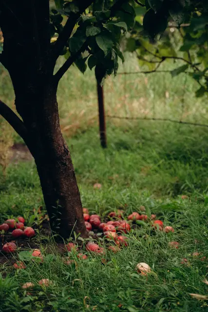 Immer mehr Obst landet in heimischen Gärten auf dem Boden und wird nicht genutzt. Eine neue Plattform will einfach und unkompliziert Abnehmerinnen und Abnehmer für Obst aus dem eigenen Garten finden.  | Foto: pexels/Alina Komarevska
