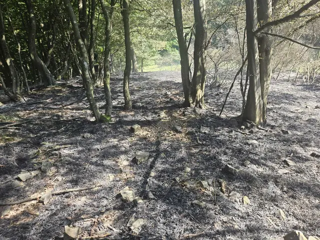 Die von dem Brand betroffene Fläche betrug in etwa 300m². | Foto: FF Alland