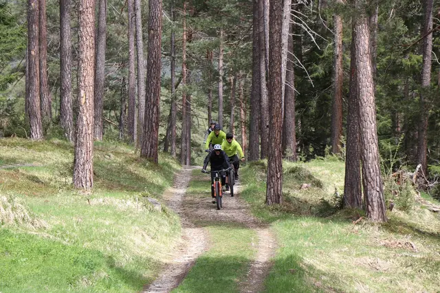 Der Bauernbund fordert klare Regeln für das Radfahren im Wald. | Foto: pixabay / lenahelfinger
