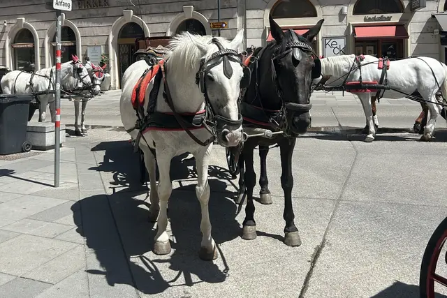 Die Organisation fordert von der Stadt Wien, dass Fiakerpferde allgemein aus dem Straßenverkehr verbannt werden.
 | Foto: ÖTV