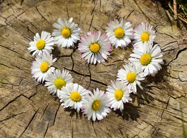 Gänseblümchen als Herz aufgelegt