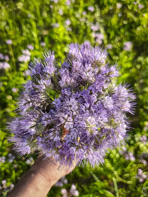 Ob im Frühling, Sommer oder Herbst,
die Phacilea tut dem Garten immer gut.
Foto: Glaser 