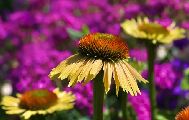 Der leuchtende Sonnenhut zeigt, dass der Sommer weit mehr zu bieten hat als hohe Temperaturen. Mit seinen kräftigen Farben setzt die Blüte einen eindrucksvollen Akzent im Garten und macht ihrem Namen alle Ehre. Danke an Anna Aldrian für das Foto!  | Foto: Anna Aldrian