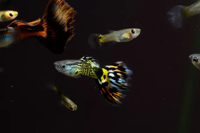 Am Samstag, 4. Juli, findet der 3. Wiener Aquaristiktages und das 20. Internationale Wiener Guppy-Hochzuchtchampionat statt. | Foto: underworld/panthermedia