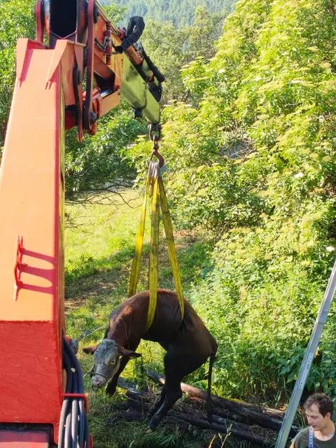 Die Kuh wurde gleich nach der Bergung einer schon bereit stehenden Tierärztin übergeben. | Foto: Freiwillige Feuerwehr St. Lorenzen im Mürztal