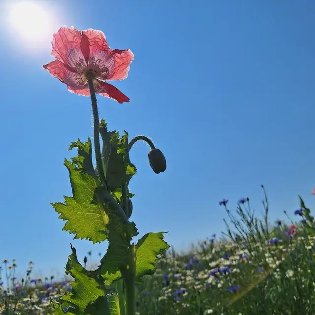 Blühend und verblüht | Foto: Sibylle kreuter