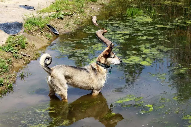 Foto: Sadiki-Peckary