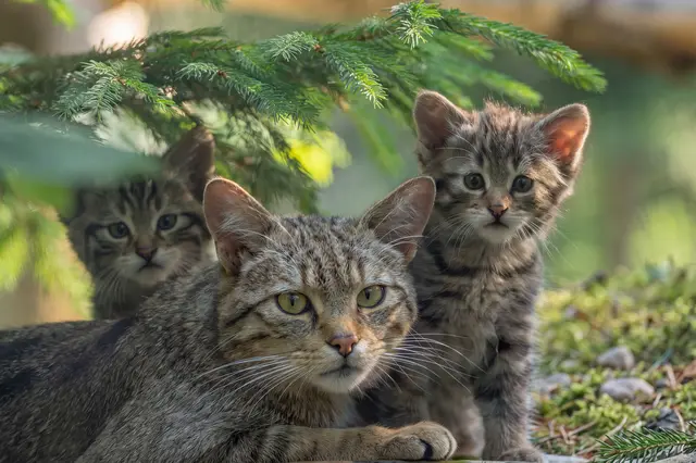 Die Jungtiere sind mittlerweile fünf Wochen alt. | Foto: Tintimax Photography