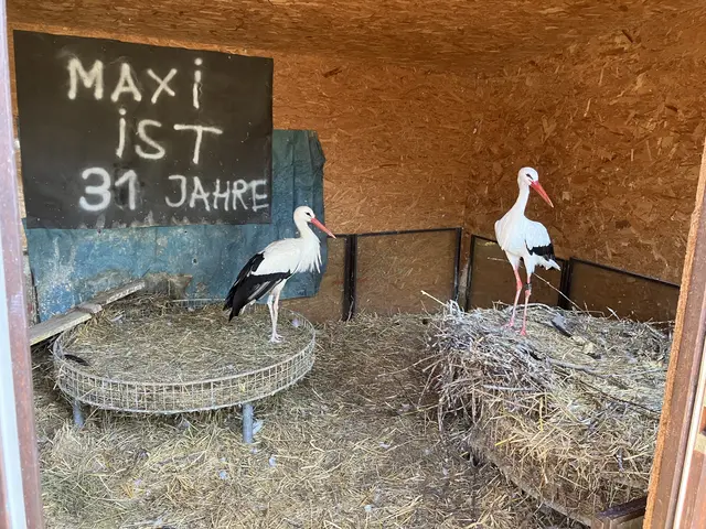 Auch der älteste Storch wurde in Tillmitsch vorgestellt. | Foto: Weixler