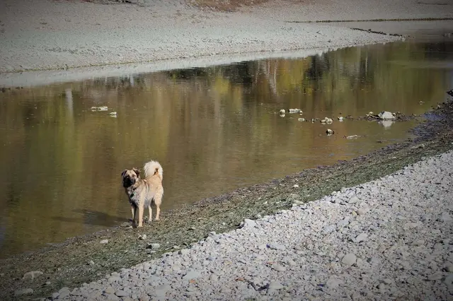 Foto: Sadiki-Peckary