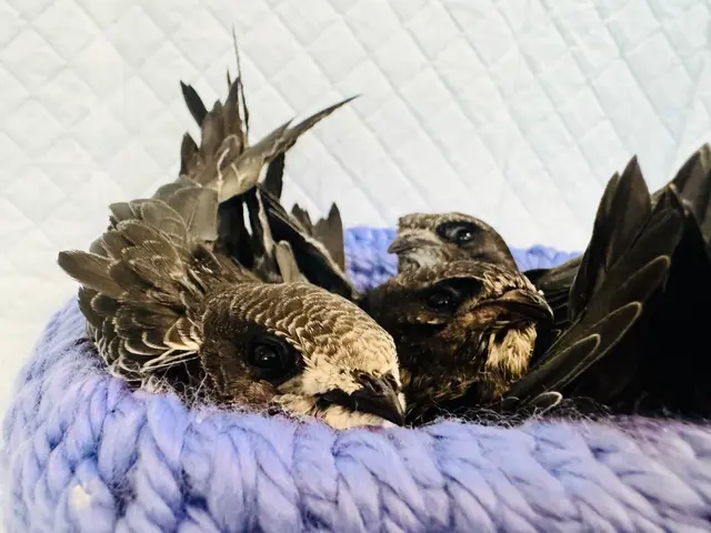 Mit einer kleinen Spende kann man die Tiere schon unterstützen. | Foto: Tierschutz Austria