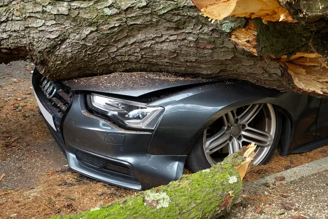Ein umstürzender Baum traf in Roppen ein fahrendes Auto. (Symbolbild) | Foto: pexels / Mike Bird
