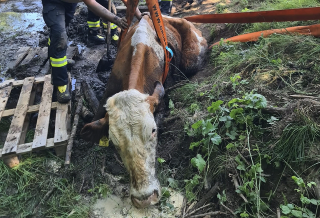 Eine Kuh blieb in einem Wasserloch am Wald- bzw. Wiesenrand stecken. | Foto: Freiwillige Feuerwehr Latschach