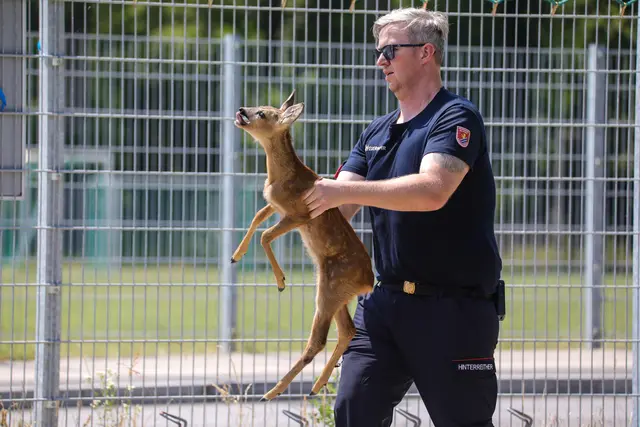 Eines von zwei Rehkitzen, die sich auf einen Sportplatz in Marchtrenk verirrt hatten, konnte von der Feuerwehr gerettet werden. | Foto: laumat.at