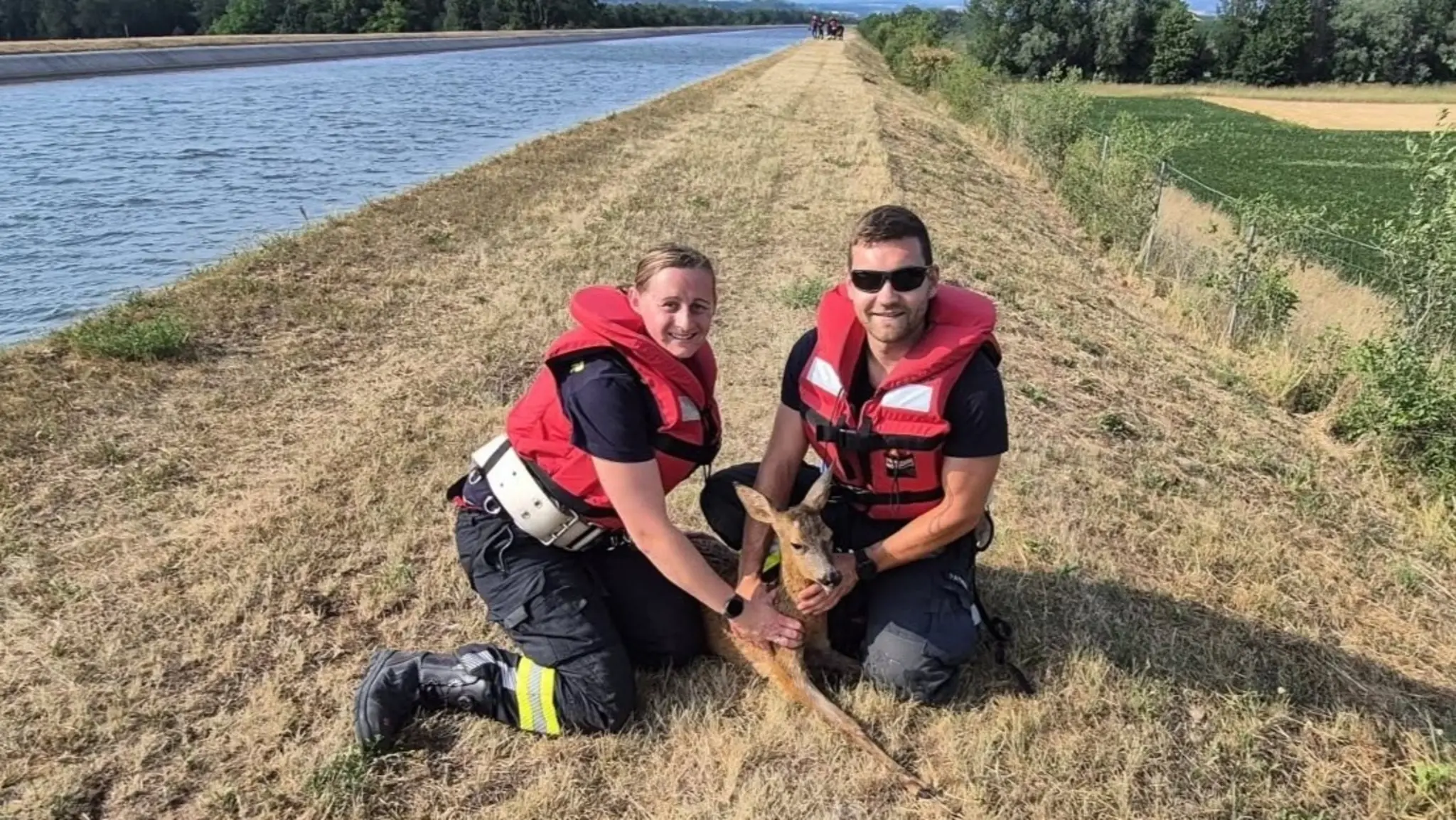 Deer rescued from Enns Canal: Emergency services save exhausted animal ...