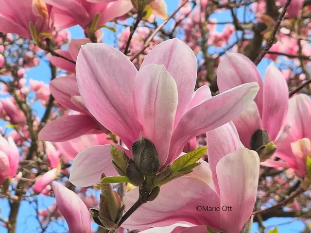 Magnolien, Duft