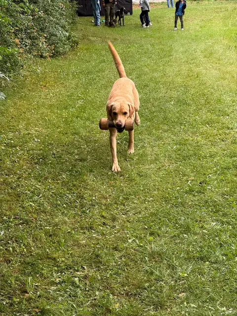Hund mit Bringsel 