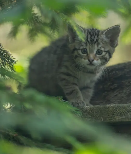 Besucherinnen und Besucher können die Wildkatzen derzeit mit etwas Geduld bei ihren ersten Streifzügen beobachten.  | Foto: Tintimax Photography