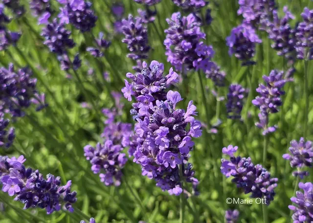 Lavendel, Duft