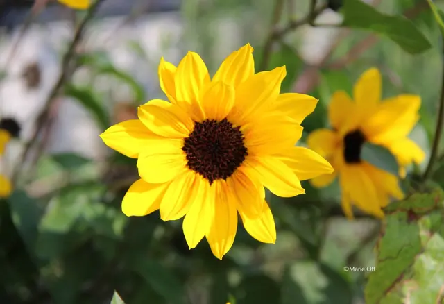 Sonnenblume