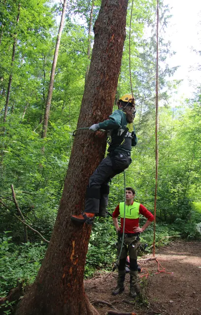 Eine Schülerin steigt in voller Baumsteige Ausrüstung den Baum hinauf. | Foto: HBLA Elmberg