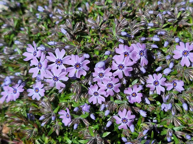 Blumenduft