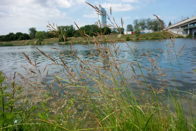 Blühendes Reitgras befindet sich im Bereich der Donauinsel. | Foto: MedUni Wien/Pollenservice Wien/Bastl