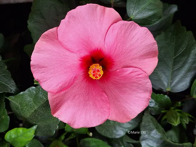 Hibiskus, Duft, verzaubert