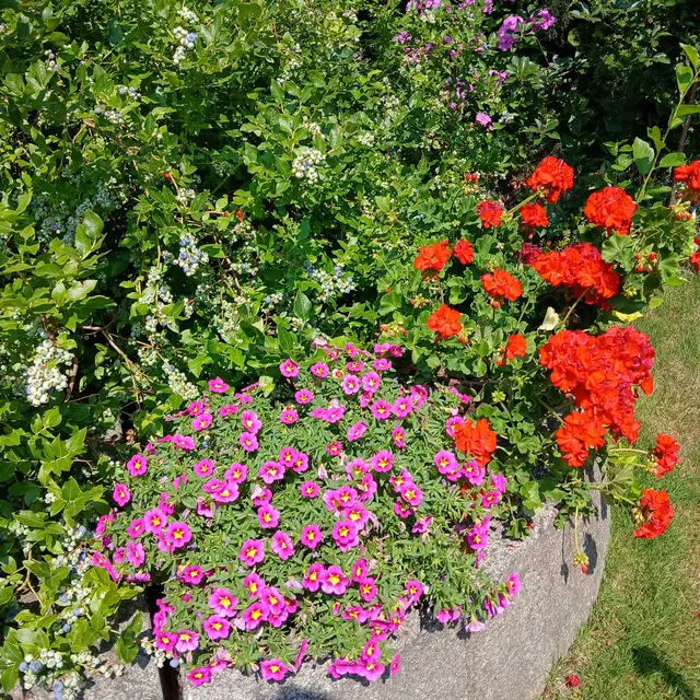 Unter den Heidelbeeren  | Foto: Christine Hochstöger