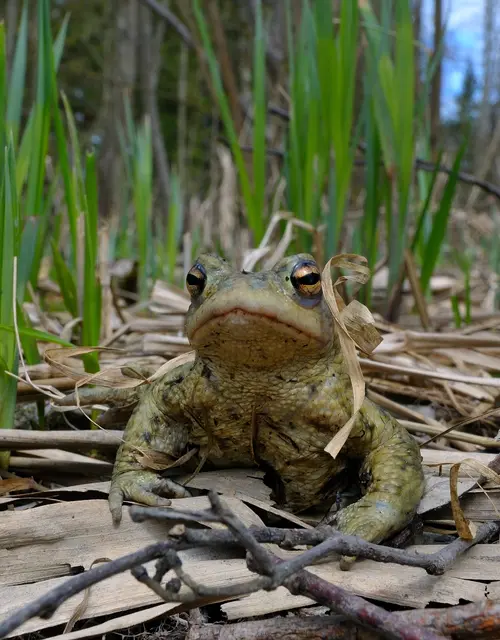 Erdkröten brauchen vernetzte Lebensräume. | Foto: Robert Hofrichter/Naturschutzbund Österreich