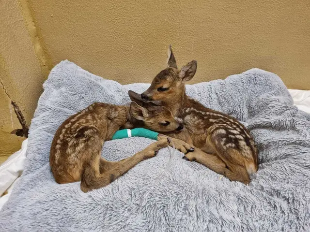 Teilweise wurden bis zu 30 Tiere pro Stunde versorgt.  | Foto: Tierschutz Austria