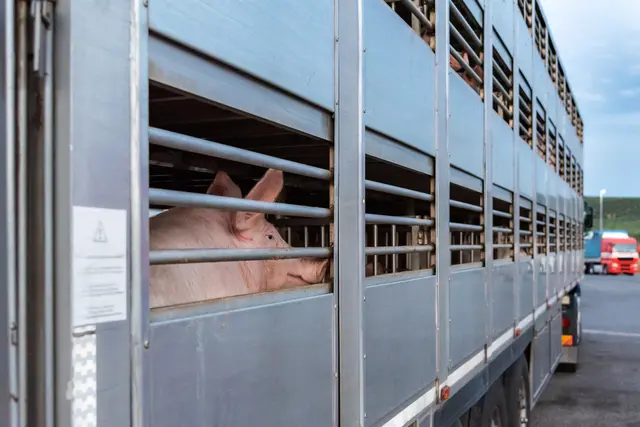 Fast 1.000 kleine Schweine mussten auf der A8 auf einen anderen Transporter umgeladen werden.  | Foto: Smarterpix/Miguel-Perfectti