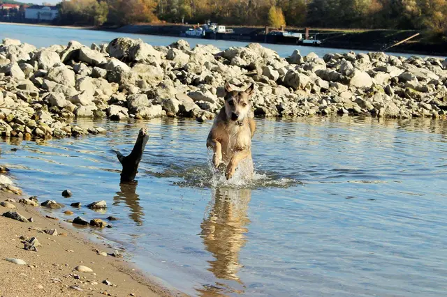 Foto: Sadiki-Peckary