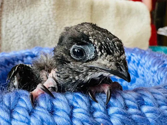 Viele der Tiere kommen dehydriert, völlig entkräftet und oft schon halb bewusstlos an. | Foto: Tierschutz Austria