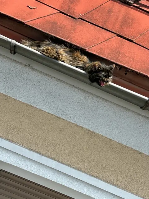 Eine verletzte Katze war in einer Dachrinne in Wels-Vogelweide gefangen. | Foto: laumat.at/Leserfoto