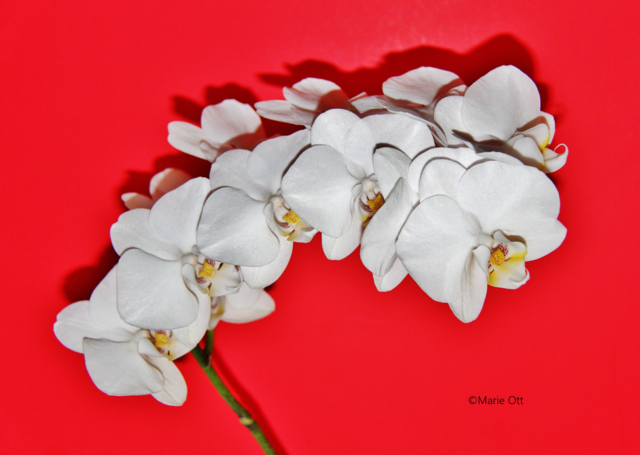 Orchidee, Duft