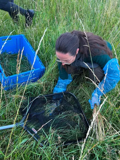 Mit einem Kescher wird verhindert, dass das Rehkitz vor seiner Rettung davonspringt. | Foto: Magdalena Deskovic / MeinBezirk