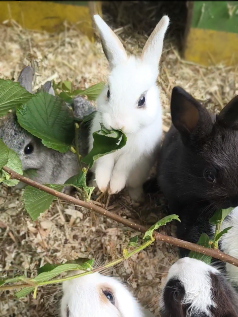 Neugierige Kaninchenbabys entdecken gemeinsam ihr Gehege und knabbern frisches Grün. | Foto: Tierschutzverein Tirol
