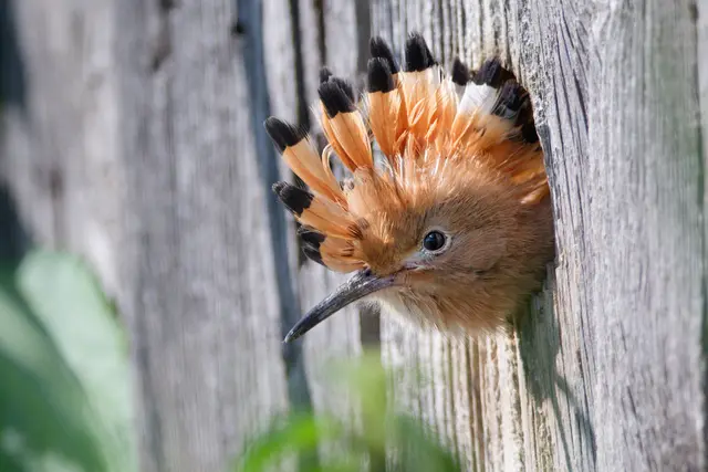 Künstliche Spezialnistkästen werden als Brutstätte sehr gerne angenommen. Im Bild ein flügger Wiedehopf. © S. Jeschke