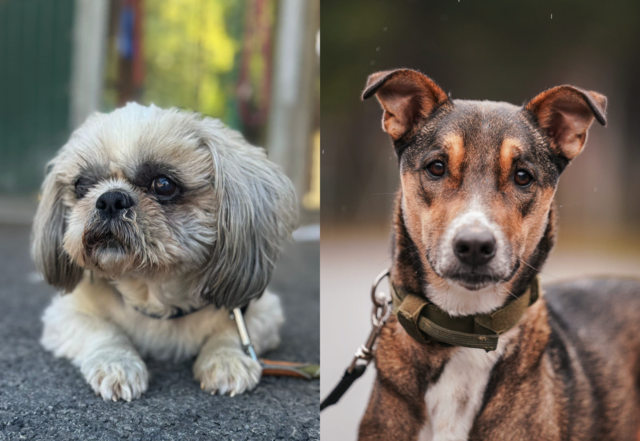 Hubert und Joseph – zwei unterschiedliche Charaktere auf der Suche nach ihrem Für-immer-Zuhause. | Foto: Tierschutzverein Tirol