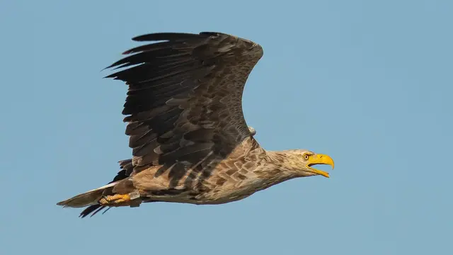 Veränderte Lebensräume, zunehmende Trockenheit und der Klimawandel setzen Niederösterreichs Greifvögeln zu. | Foto: Peter Frießer