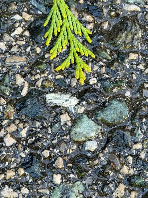 Foto: Greenpeace
