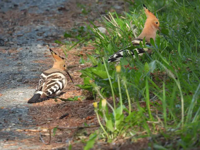 Wiedehopfe führen eine monogame Saisonehe und sind sehr brutorttreue Vögel. © R. Maliha