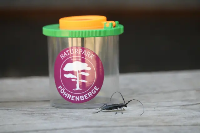 Mit Becherlupen ausgestattet erforschten die Kinder den Wald und gingen auf die Suche nach seinen kleinsten Bewohnern. Dabei entdeckten sie unter anderem einen Kleinen Eichenbock (Cerambyx scopolii) – einen faszinierenden Totholzkäfer, der auf alte Eichenbestände angewiesen ist. 
 | Foto: LPV/F. Hohn