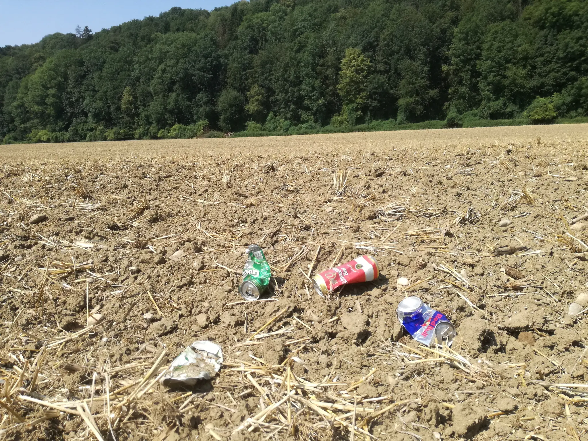 Wiese an einem häufig genutzten Spazierweg mit Risiken durch Hundekot und Abfall