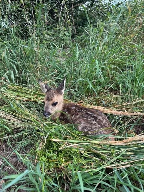 Ein junges Rehkitz und sieben weitere Tiere konnten vor der Mahd aus dem hohen Gras gerettet werden. | Foto: Magdalena Deskovic / MeinBezirk